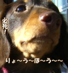souther_20081124c