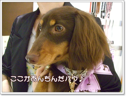 souther_20090617e