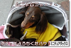 ˤ֥ۤ¼ ֥ ߥ˥奢åեɤ