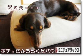 �ˤۤ�֥���¼ ���֥��� �ߥ˥��奢���å����ե�ɤ�