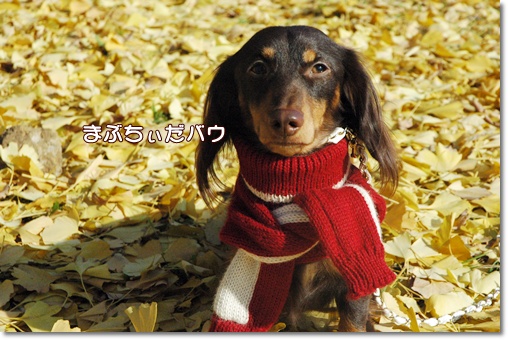 souther_20091202f