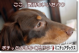 ˤ֥ۤ¼ ֥ ߥ˥奢åեɤ