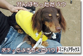 �ˤۤ�֥���¼ ���֥��� �ߥ˥��奢���å����ե�ɤ�