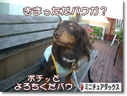 �ˤۤ�֥���¼ ���֥��� �ߥ˥��奢���å����ե�ɤ�