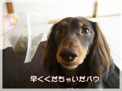 souther_20090829c