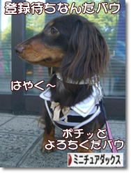 �ˤۤ�֥���¼ ���֥��� �ߥ˥��奢���å����ե�ɤ�