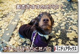 ˤ֥ۤ¼ ֥ ߥ˥奢åեɤ