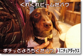 �ˤۤ�֥���¼ ���֥��� �ߥ˥��奢���å����ե�ɤ�