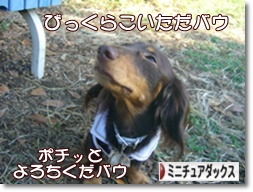 �ˤۤ�֥���¼ ���֥��� �ߥ˥��奢���å����ե�ɤ�