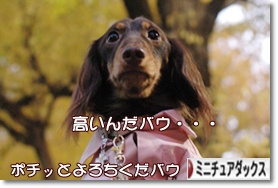 �ˤۤ�֥���¼ ���֥��� �ߥ˥��奢���å����ե�ɤ�