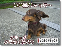 �ˤۤ�֥���¼ ���֥��� �ߥ˥��奢���å����ե�ɤ�