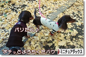 �ˤۤ�֥���¼ ���֥��� �ߥ˥��奢���å����ե�ɤ�