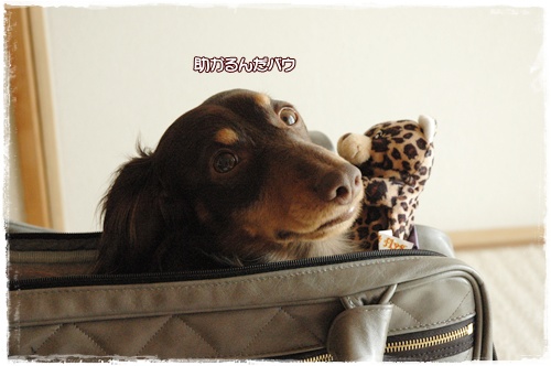 souther_20100214d