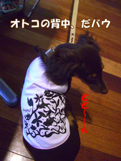 souther_20081115i