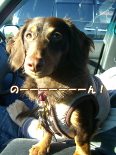 souther_20081201d