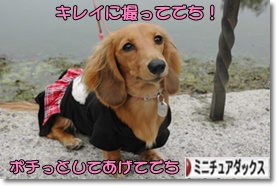 �ˤۤ�֥���¼ ���֥��� �ߥ˥��奢���å����ե�ɤ�