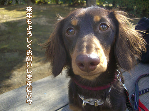 souther_20081231a