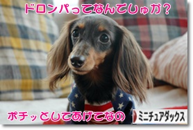 �ˤۤ�֥���¼ ���֥��� �ߥ˥��奢���å����ե�ɤ�