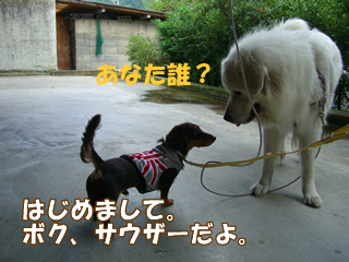 souther_20081106l
