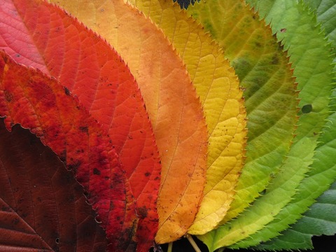 autumn-leaves-1486064_1920