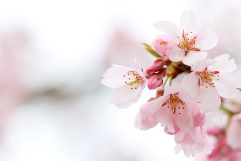 cherry-blossom-6156173_1920