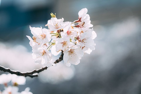 sakura458A3088_TP_V