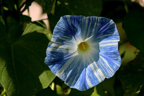 morning-glory-7482036_1280