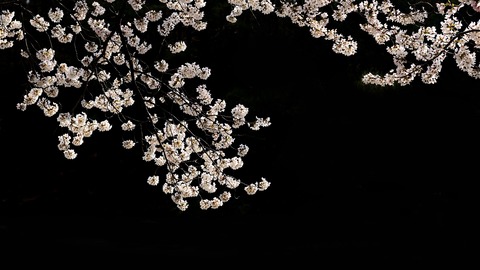 cherry-blossoms-6161545_1920