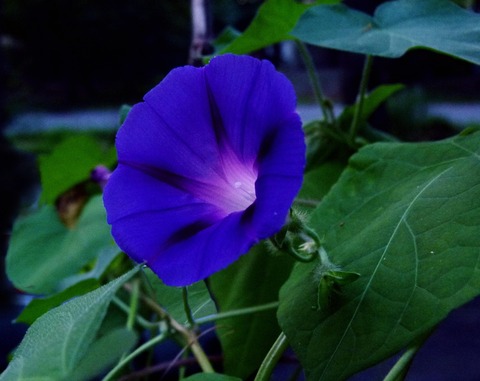 morning-glory-2684455_1280