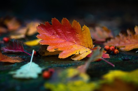 autumn-5709408_1280