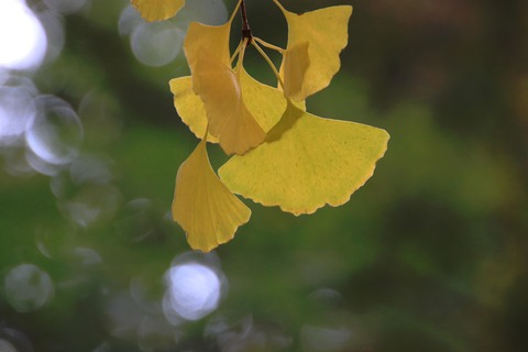 gingko-leaves-6918461
