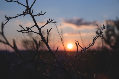 nature-2607700