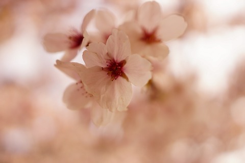 cherry-blossom-499399_1920
