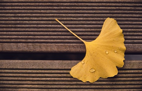 ginkgo-4651311