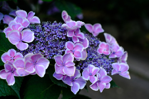 DSCF1557