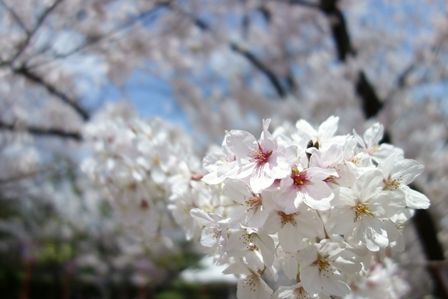 大和郡山城の桜