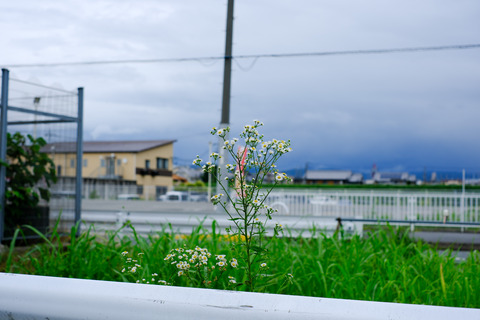 DSCF1538