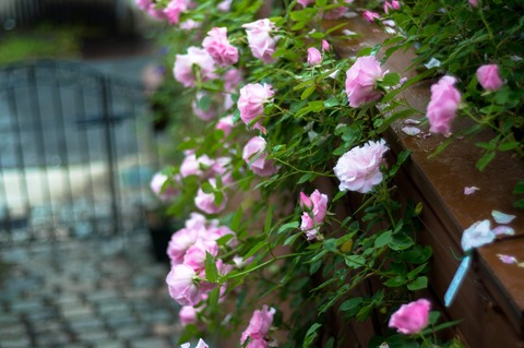IMG_5907