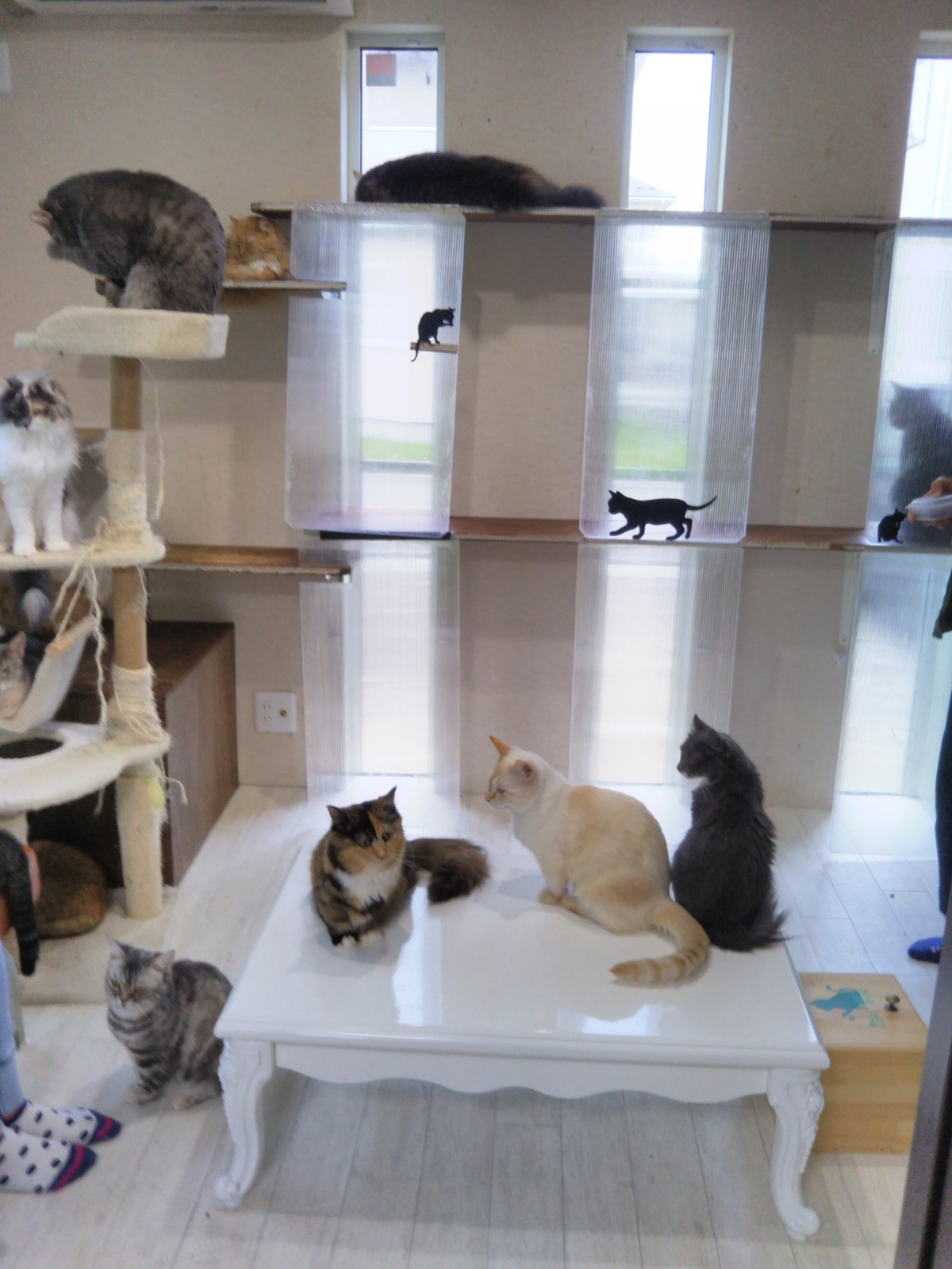 秋田の猫カフェに行ってきた みちのく ねこじゃらし 秋田の猫カフェに行ってきた みちのく ねこじゃらし