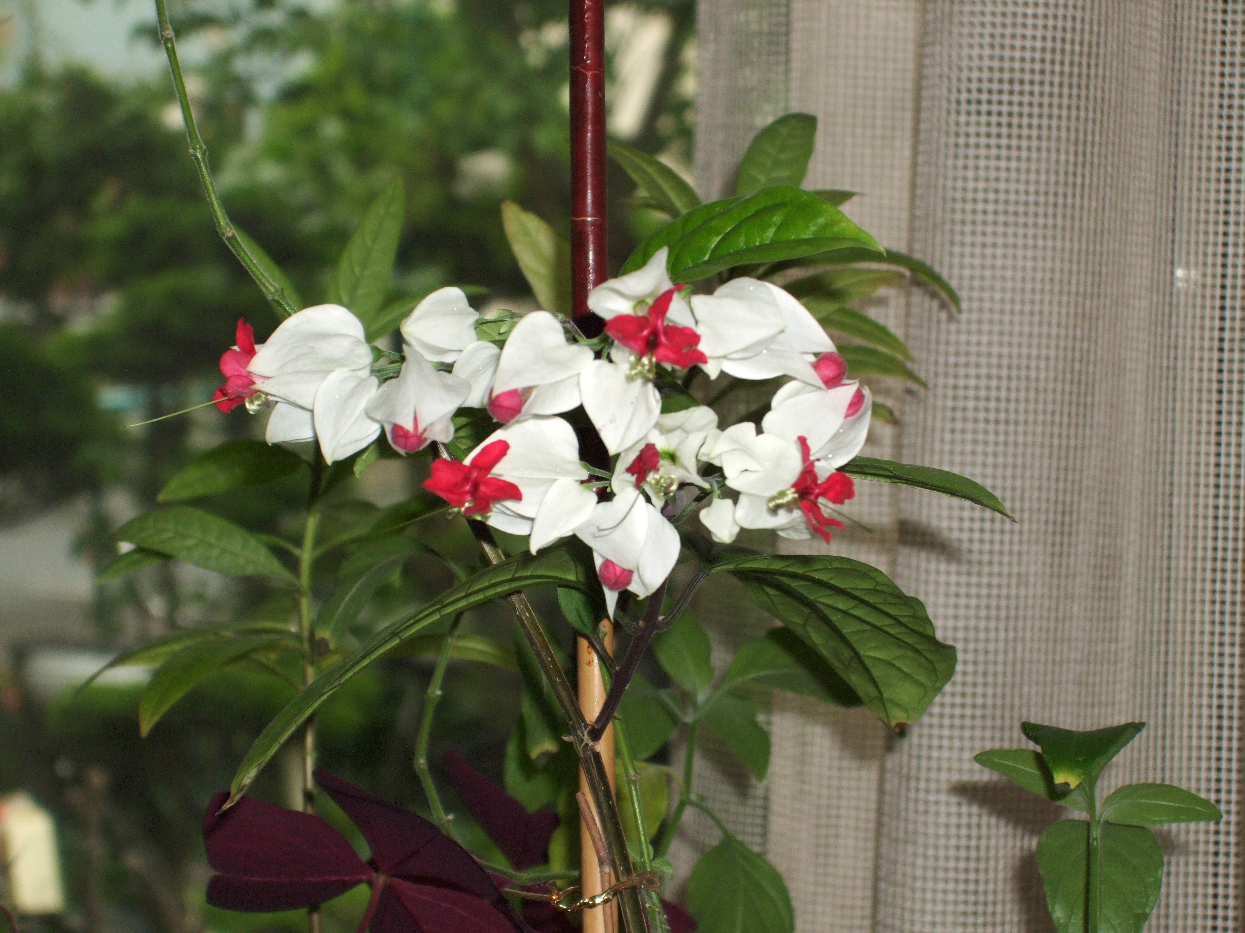 観葉植物 建築設計 住宅設計