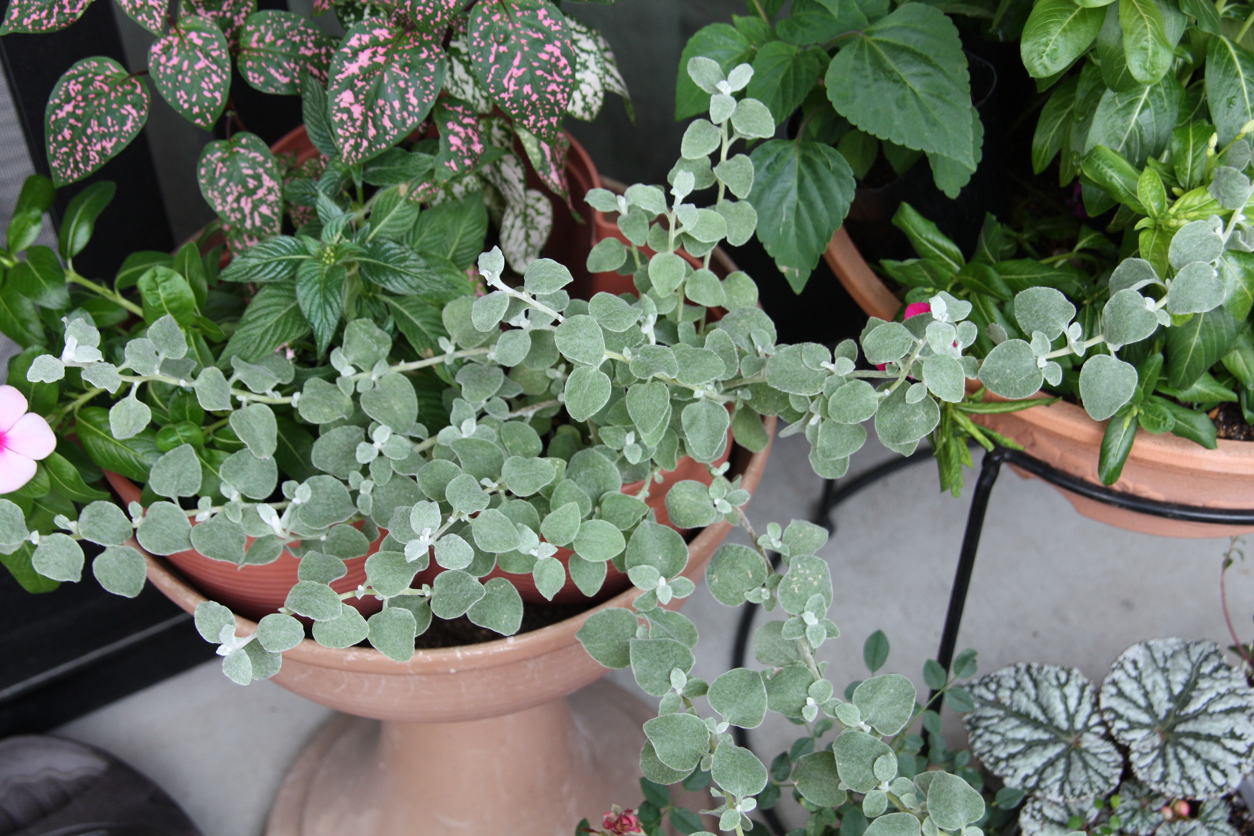 ヘリクリサム ペティオラレ ベランダの花といろいろ