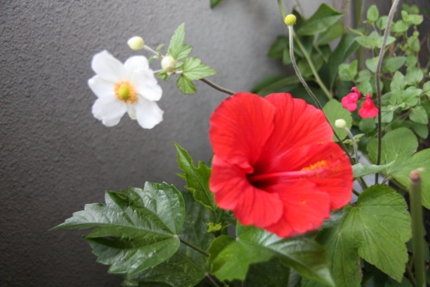 アップルミント ベランダの花といろいろ