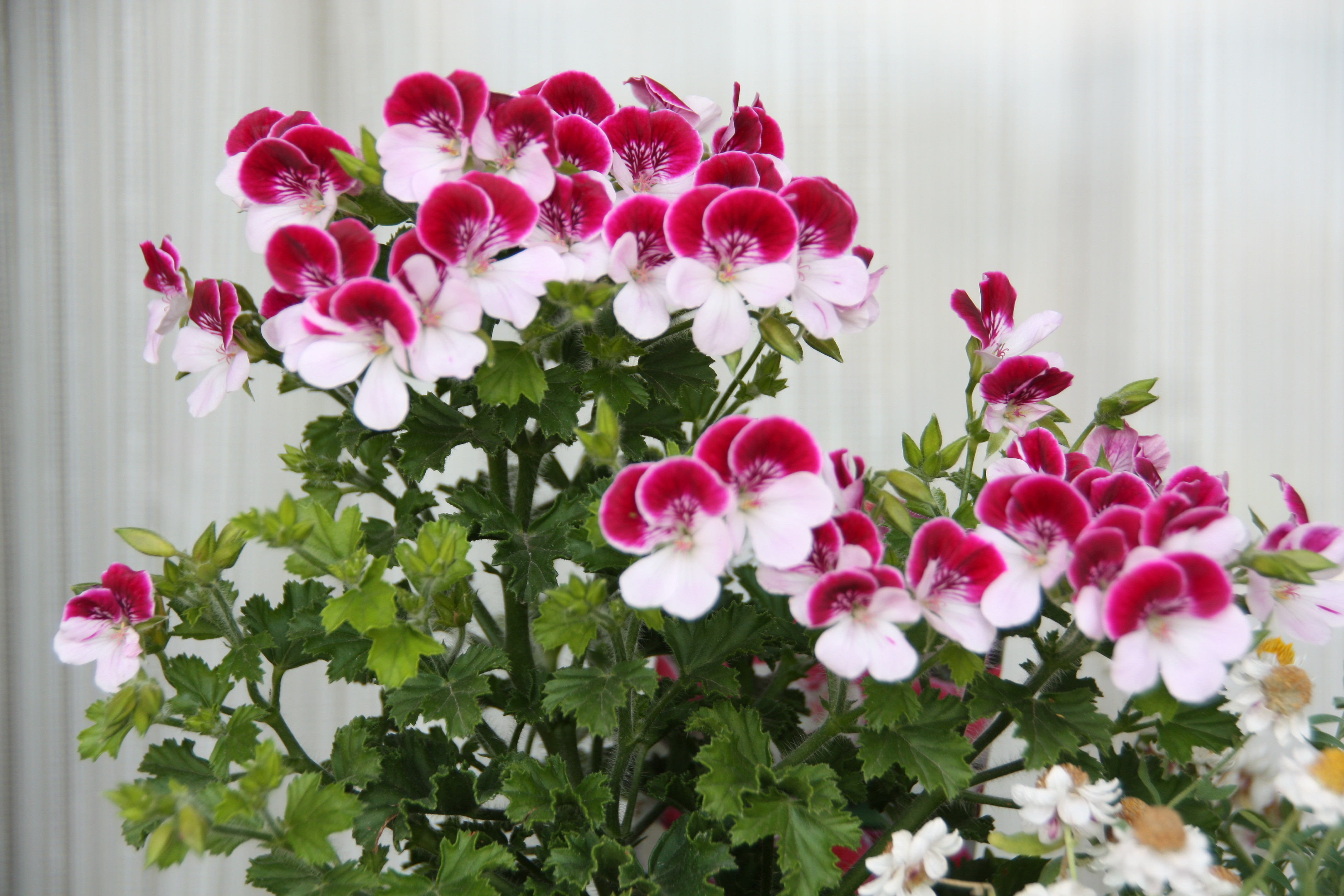 ぺラルゴニューム エンジェルアイズ バイカラー ベランダの花といろいろ