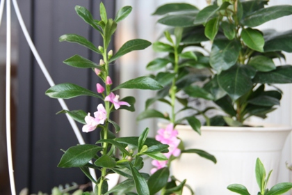 サザンクロス ベランダの花といろいろ