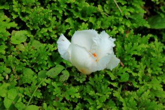 一日花の沙羅の花 草遊庭便り