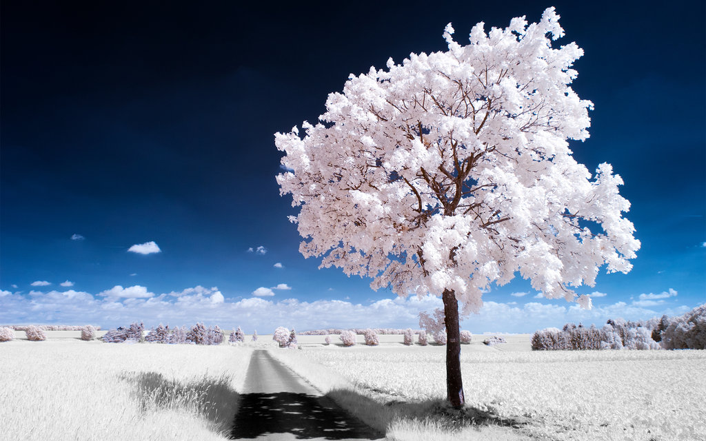 緑の風景が一面雪景色に 赤外線を使ったアート写真 Spookie S