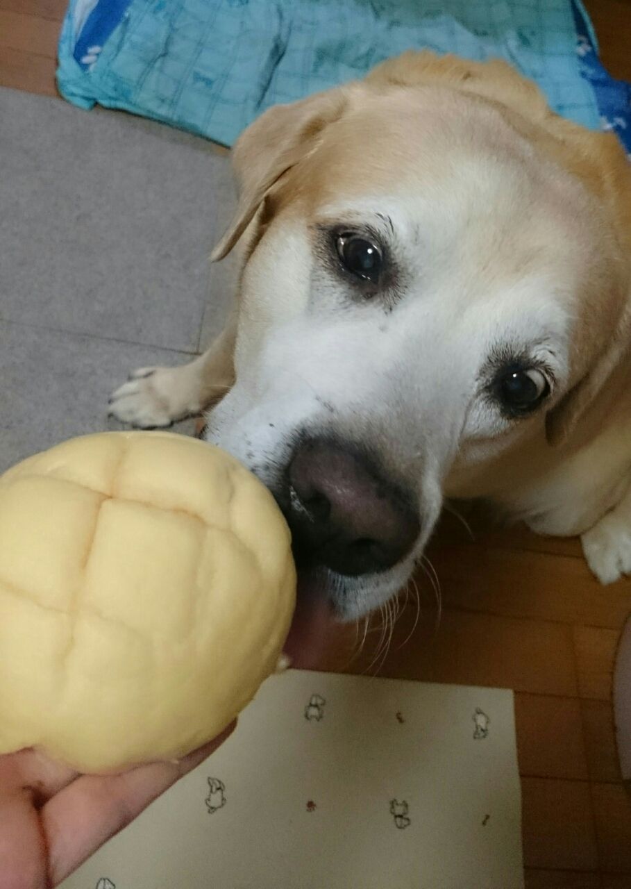 メロンの王子様 歯にくっつく 俺 ときどき にぃちゃんとねぇちゃん