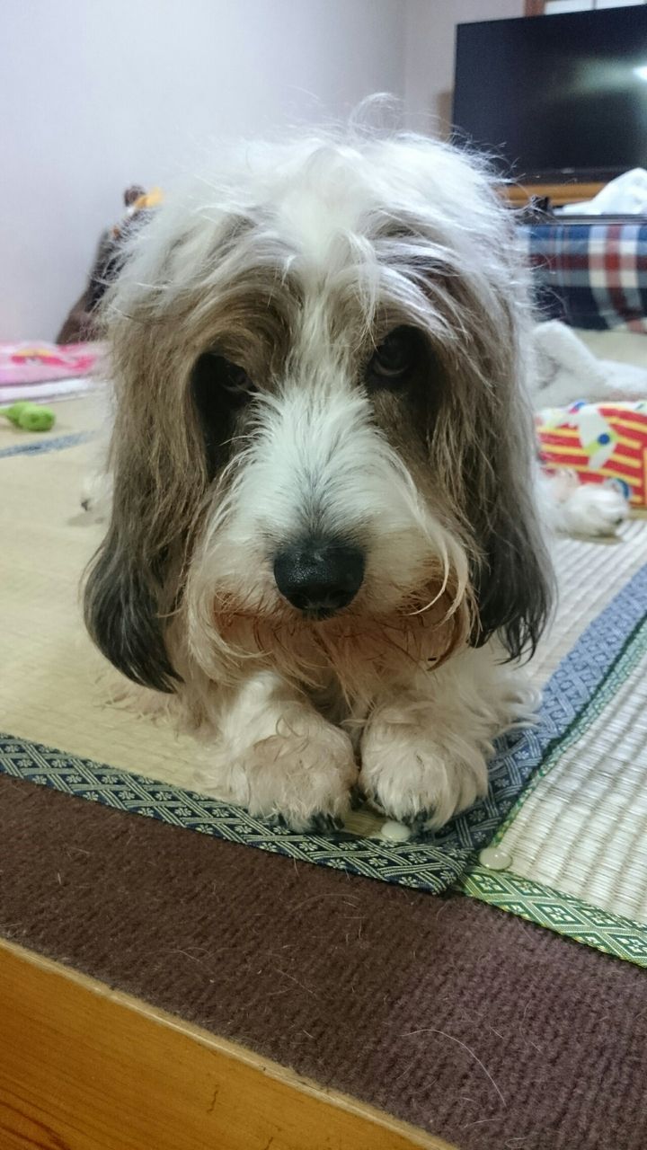 プチバセット グリフォン パンテーン 俺 ときどき にぃちゃんとねぇちゃん