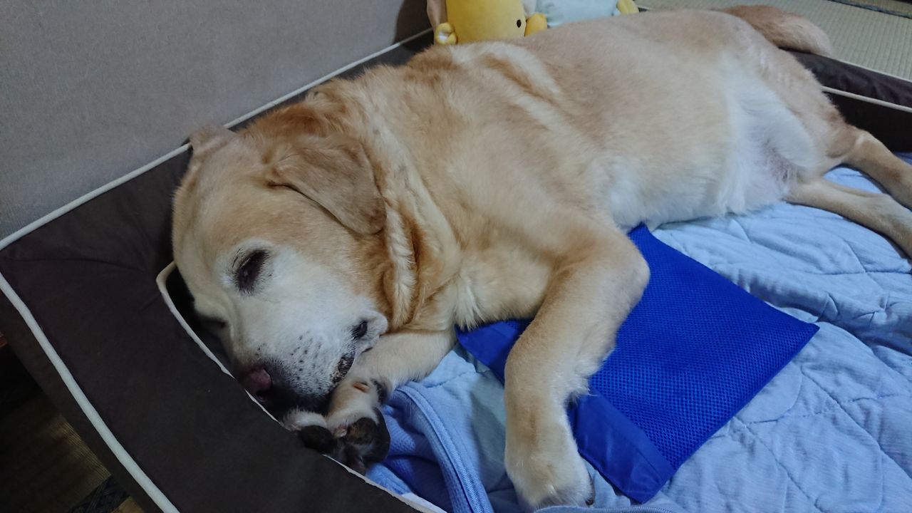 犬用アイスノン 俺 ときどき にぃちゃんとねぇちゃん 犬用アイスノン 俺 ときどき にぃちゃんとねぇちゃん