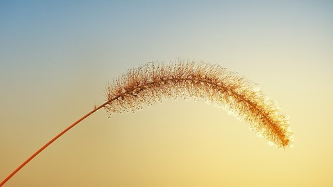 grass-3765172__340